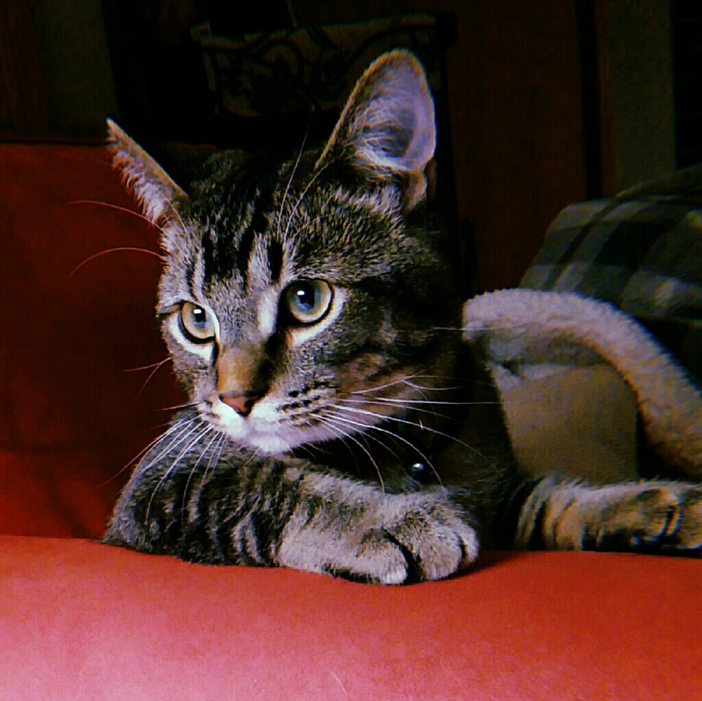 Meet your Posher, Cassie